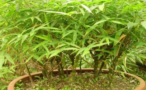 What if the leaves of potted bamboo are dry and yellowed?