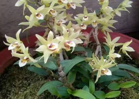 What if the leaves of potted Dendrobium turn yellow?