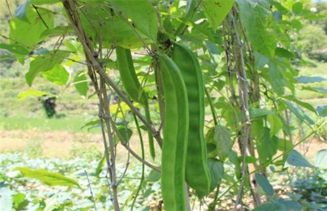 Requirements of growing environment for knife bean