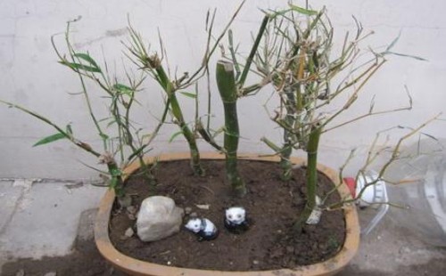 Control measures of withered and yellow branches and leaves of potted Phyllostachys pubescens