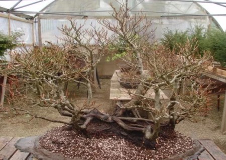 The method of changing the basin of beech bonsai