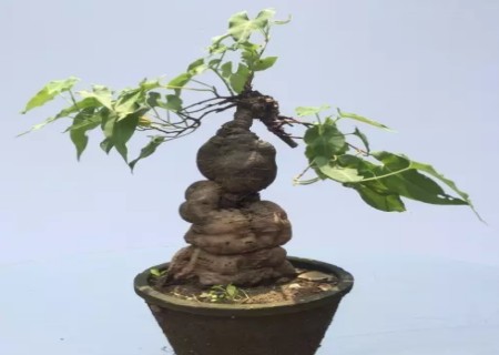 How to maintain the bonsai of Polygonum multiflorum