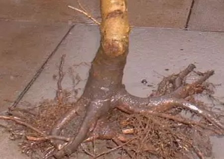 Diagram of root filling process of maple bonsai