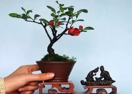 Culture method of Begonia bonsai