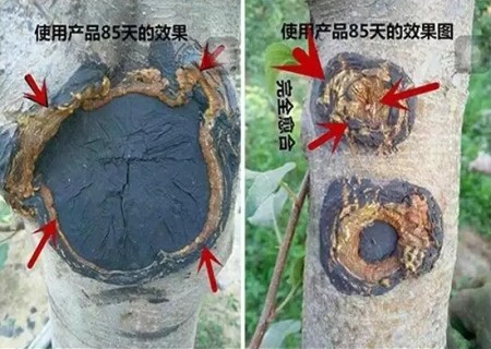 Treatment of poor healing of pear grafting ring peeling