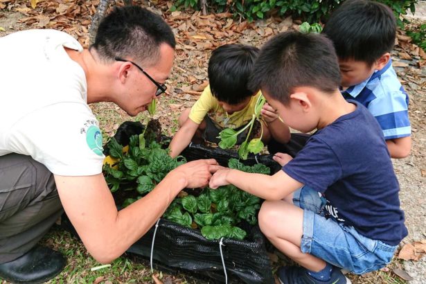 When the farmer market enters the kindergarten ~ children like to eat home-grown bean sprouts, the white butterfly is so cute, don't steal it.