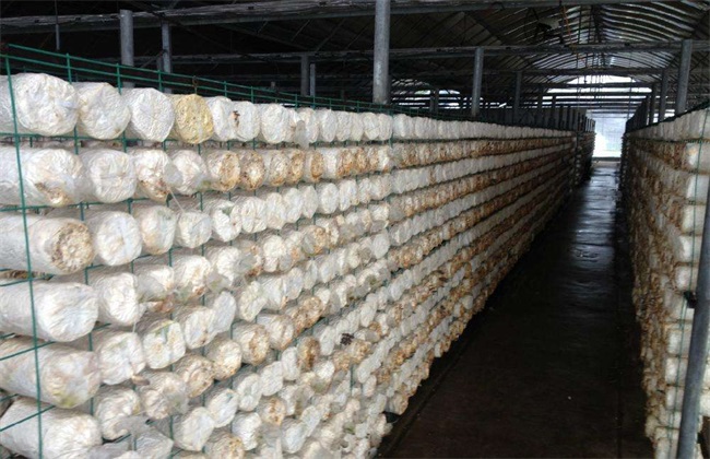 Requirements for growth Environment of Pleurotus ostreatus