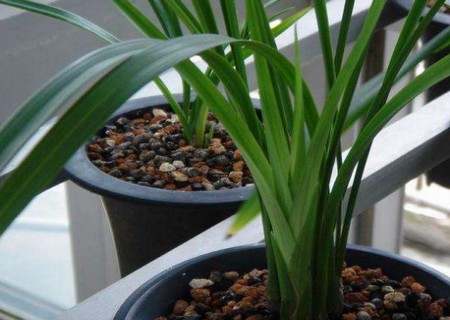 How to raise cold orchid? Culture method of potted cold orchid