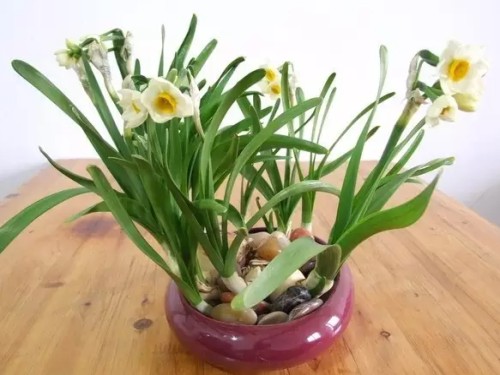 What if potted daffodils don't blossom? How to make daffodils blossom quickly