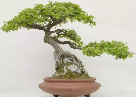 How to raise the bonsai of hammer elm