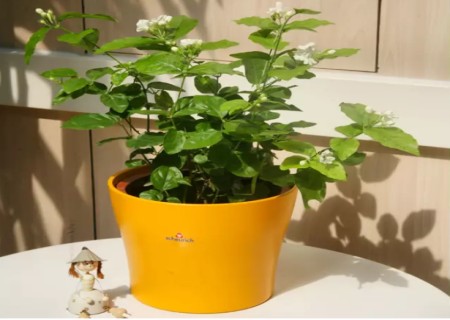 Potted jasmine cultivation methods and precautions