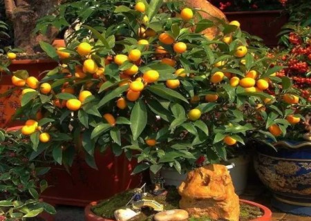 The method of inverting pot and changing soil for bonsai of fruit trees