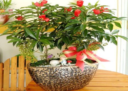 Culture method of potted Golden Thousand Flowers