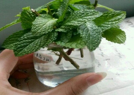 Culture methods and matters needing attention of hydroponic mint