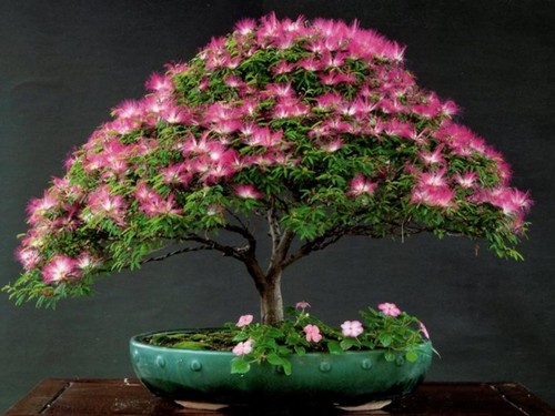 Maintenance and management methods of Albizia bonsai