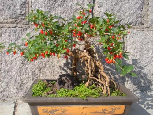 What about Chinese wolfberry bonsai leaves and yellow fallen leaves