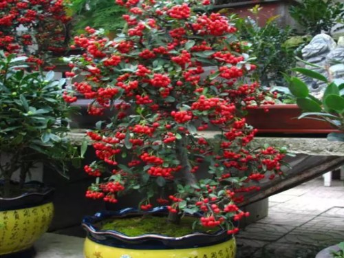 Maintenance method of bonsai of winter red fruit