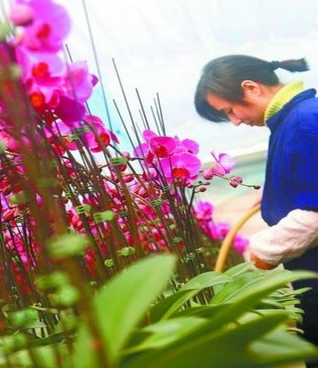 Maintenance skills of family potted butterfly orchid during flowering period