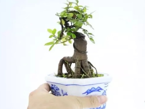 How to maintain the bonsai of hammer elm