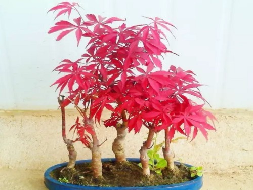 How to cultivate red maple bonsai