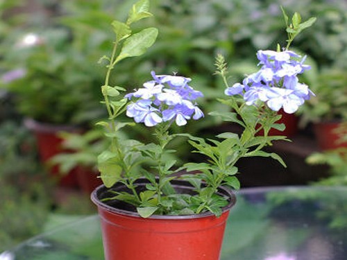 How to maintain potted blue snowflakes