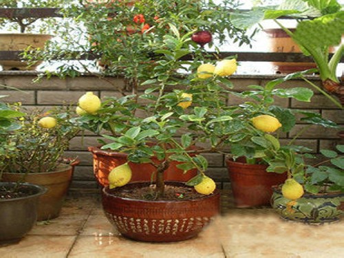 How to cultivate potted lemons-cultivation methods of potted lemon trees