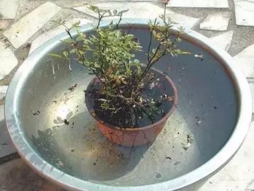 What if there are ants in the bonsai?