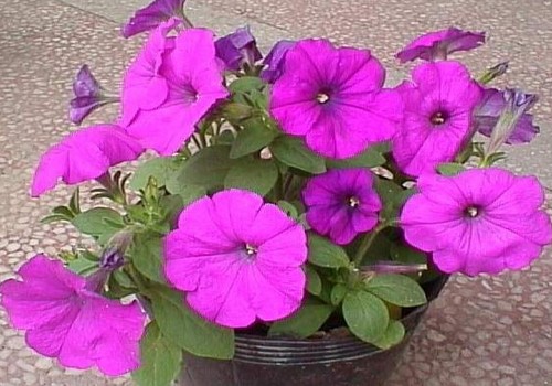 Culture method of potted morning glory