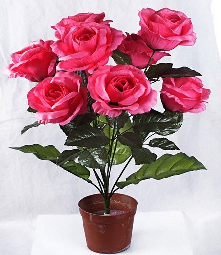 Cultivation methods and precautions of potted roses