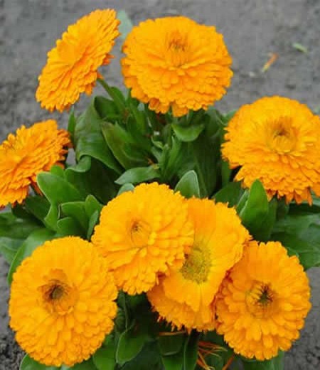 The reason for the yellowing of Calendula leaves