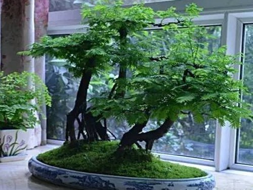 How to maintain Metasequoia bonsai