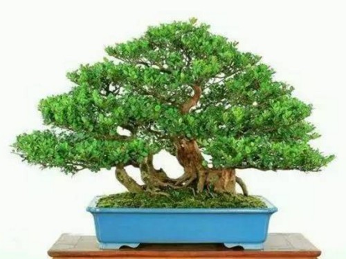 Key points of bonsai conservation