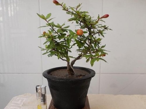 Reasons for the non-flowering of potted pomegranate