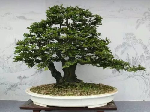 How to maintain the bonsai of black bone tea