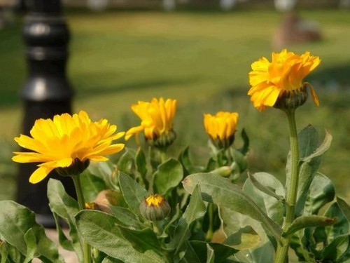 Culture method of calendula (Calendula)