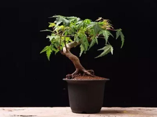 How to raise maple bonsai (maintenance method)