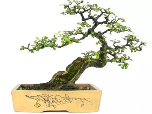 What if the leaves of elm bonsai turn yellow?