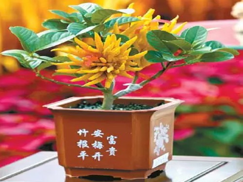 How to raise bergamot bonsai