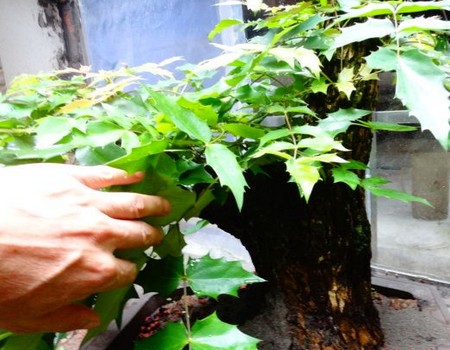 Maintenance and management methods of broad-leaf bonsai