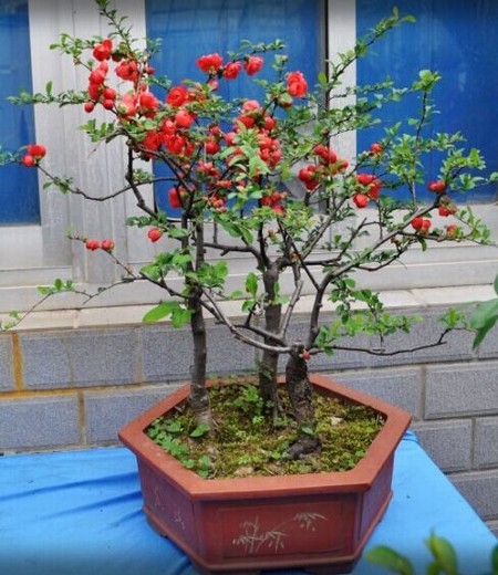 Culture method of bonsai of crabapple with stem