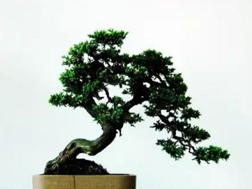 Maintenance method of Sabina vulgaris bonsai