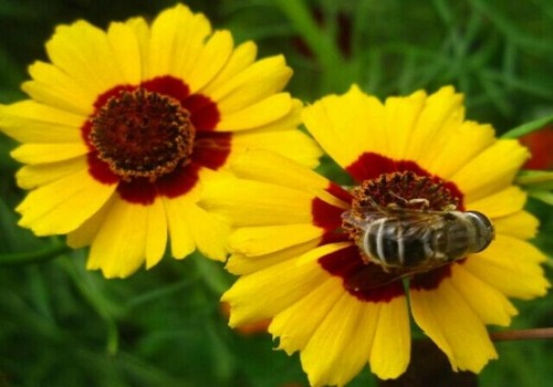 Maintenance and management: how to keep the golden rooster chrysanthemum in bloom