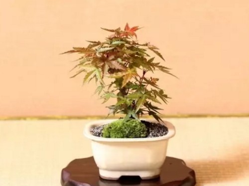 Maintenance methods of Red Maple Bonsai