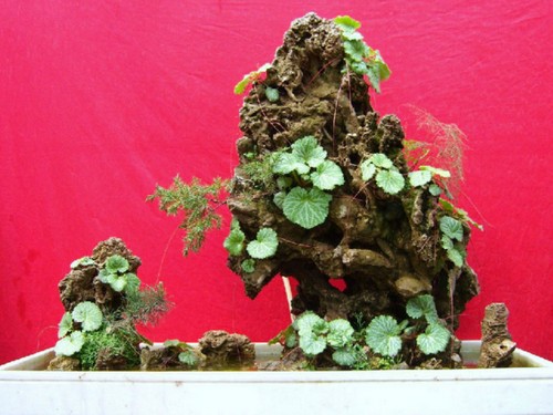 Maintenance method of Sheung Shui Stone Bonsai