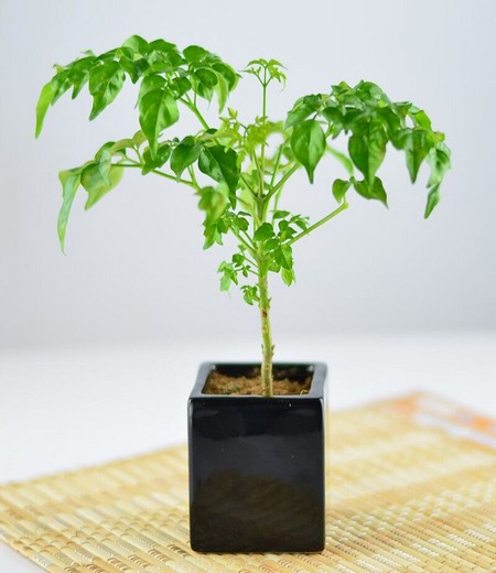 Culture method of Bonsai of Happiness Tree