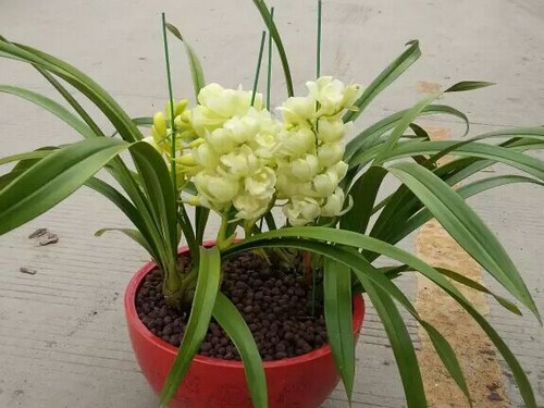 How to raise Cymbidium in potted plants