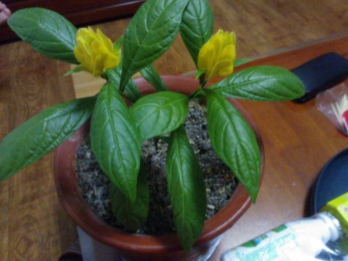 Culture method of potted Golden Bract Flower