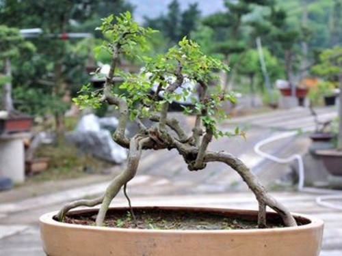 Maintenance knowledge of sparrow plum bonsai