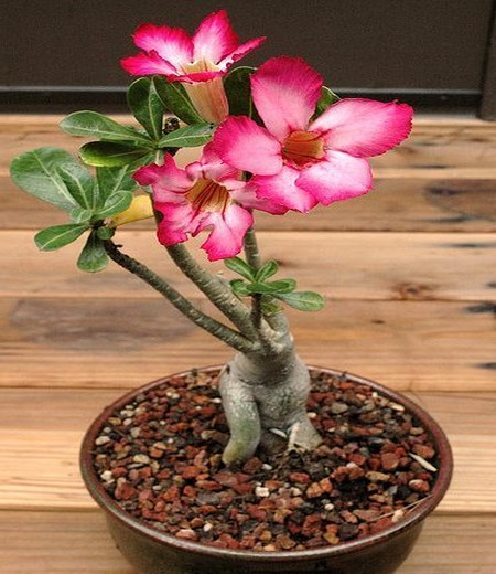 Culture method of potted Desert Rose