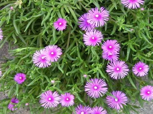 When does pine leaf chrysanthemum blossom?-maintenance of pine leaf chrysanthemum during flowering period